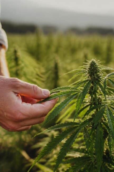 découvrez les avantages du cbd outdoor pour vos produits bien-être : naturel, durable et riche en bienfaits pour une expérience authentique et efficace.